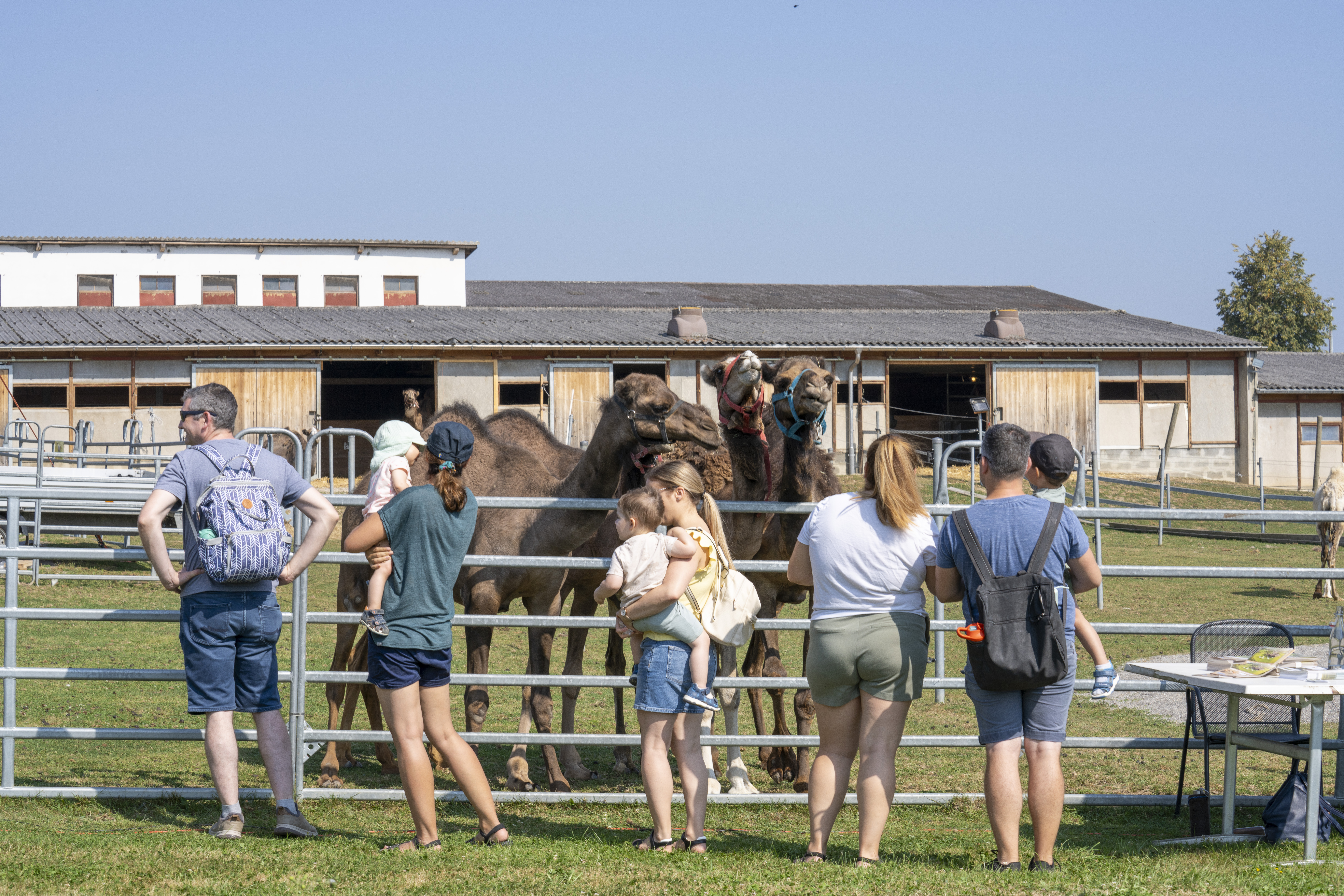 Kamelfest-81